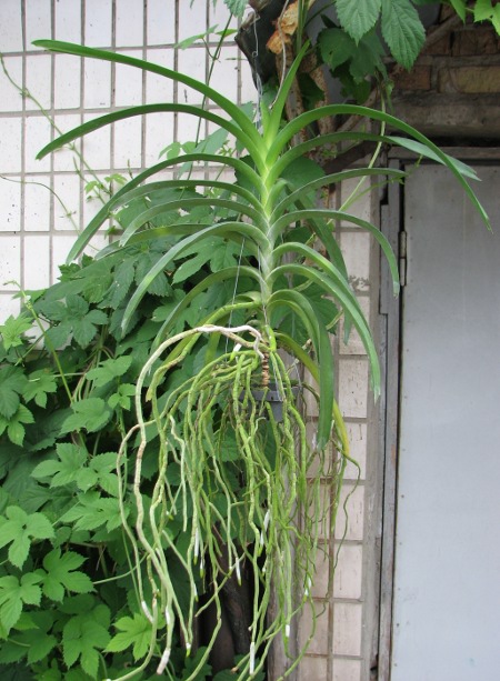 Vanda Rasri Gold x Vanda tessellata.JPG