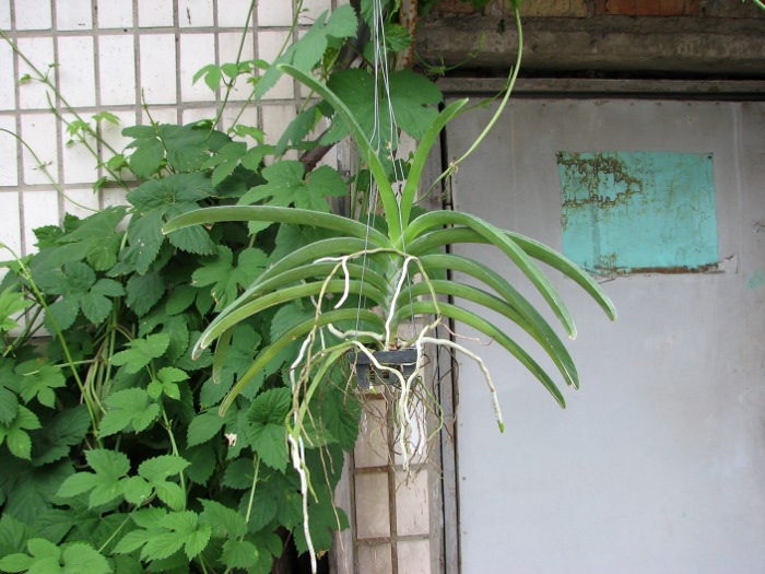 Ascocenda Krailerk White x Ascocenda Jakkrit Gold x Vanda Kultana Gold.JPG