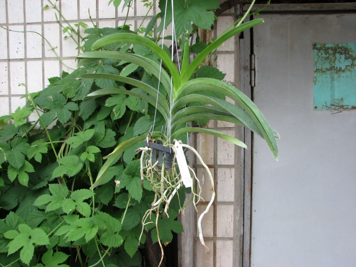 Vanda Pure's Wax Purplish Red.JPG