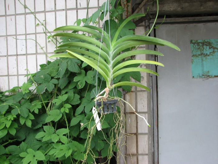 Ascocenda Somsri Gold.JPG