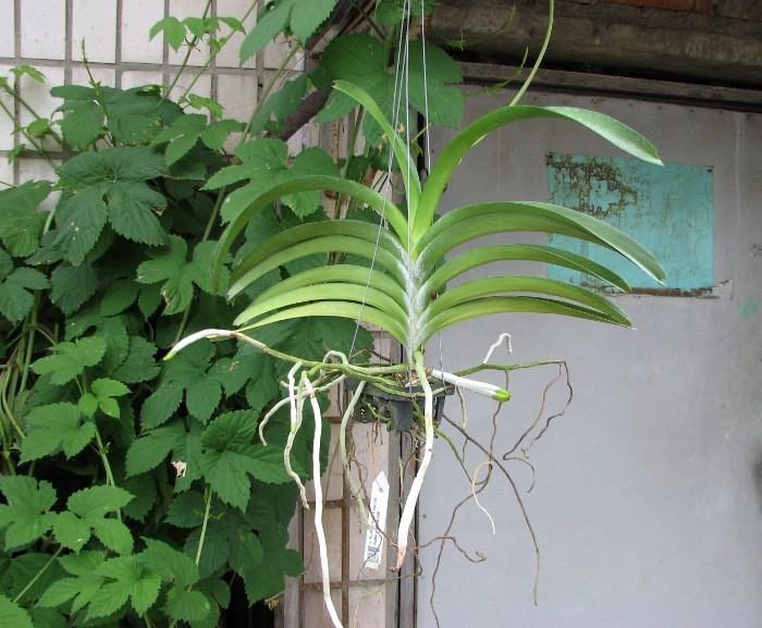 Vanda Kultana Gold x Ascocenda Kultana White Will.JPG