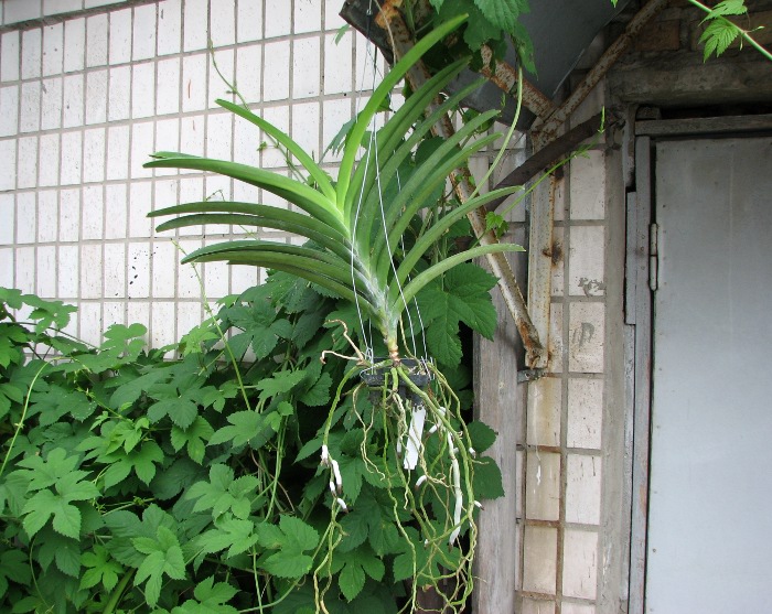 Ascocenda Kultana Gems x Vanda Banyat Muang Rach.JPG