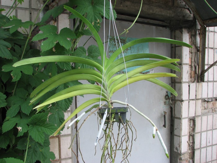 Ascocenda Kultana Gems.JPG