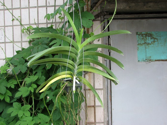 Vanda Kultana Gold x Vanda Patcharee's Delight.JPG