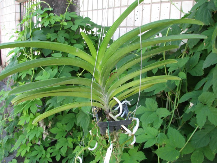 Vanda Kultana Scarlet.JPG