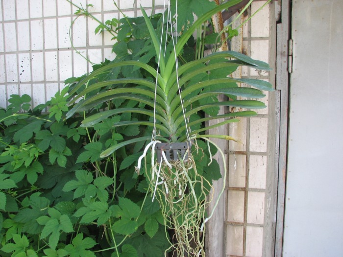 Vanda Patcharee Delight 'Red Spot'.JPG