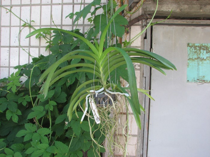 Ascocenda Kulwadee Black.JPG