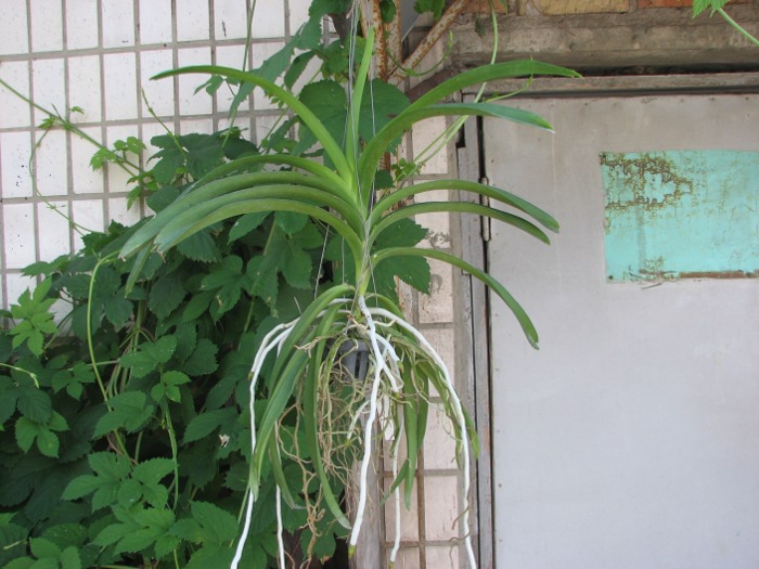 Ascocenda Kulwadee Black.JPG