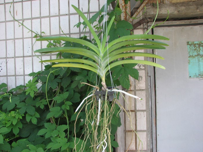 Vanda Boonchoosand x Vanda Bitz's Heartthrob.JPG