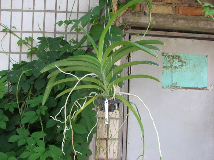 Ascocenda Pinthong.JPG