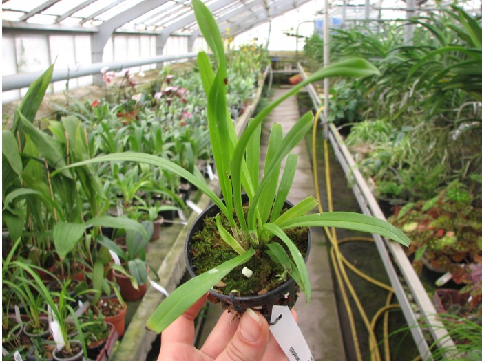 Dracula benedictii.JPG