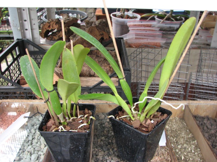 Cattleya dowiana x SELF.JPG