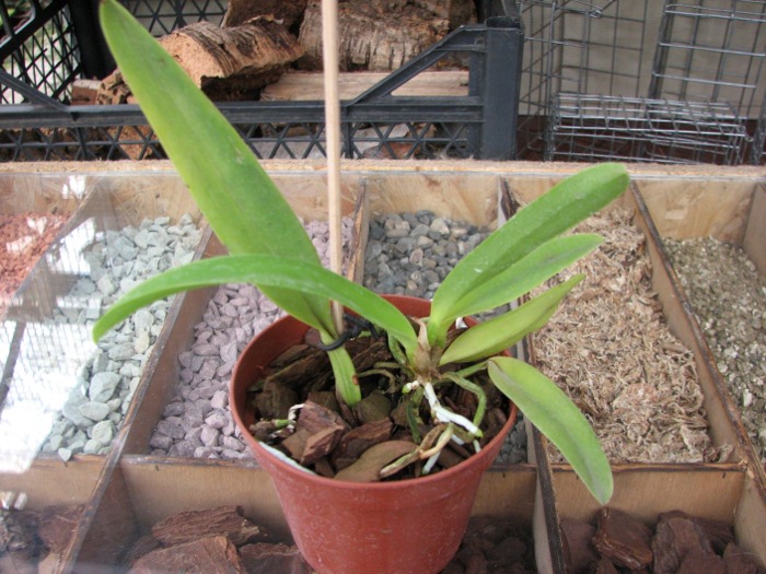 Cattleya dowiana rosea x self.JPG