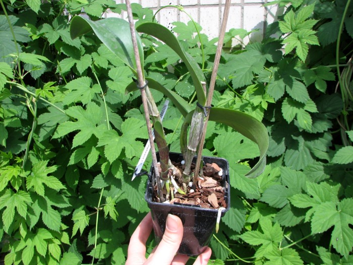 Brassocattleya Cynthia (Brassavola digbyana x Cattleya walkeriana).JPG