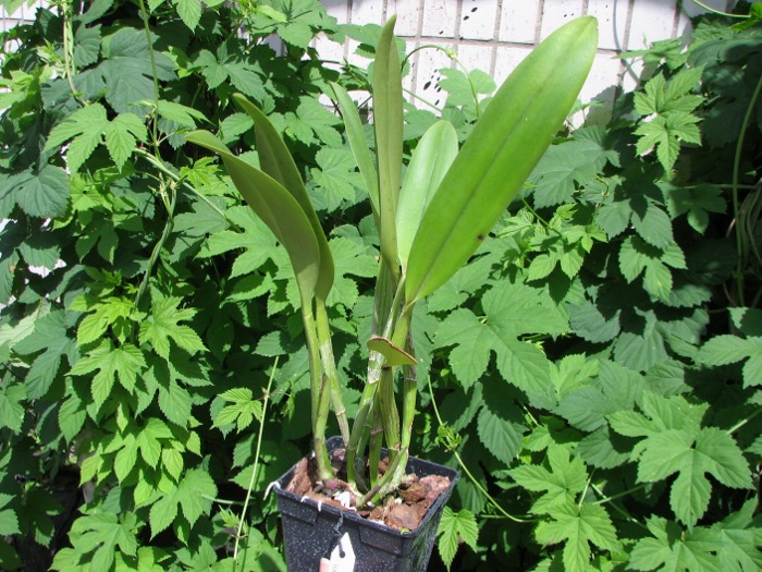 Rhyncholaeliocattleya Golf Green 'Lu-Chi' (OG).JPG