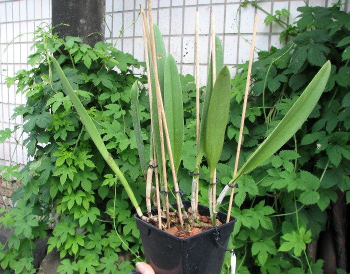 Brassocattleya Saint Andre (Cattleya dowiana aurea x Brassavola nodosa).JPG