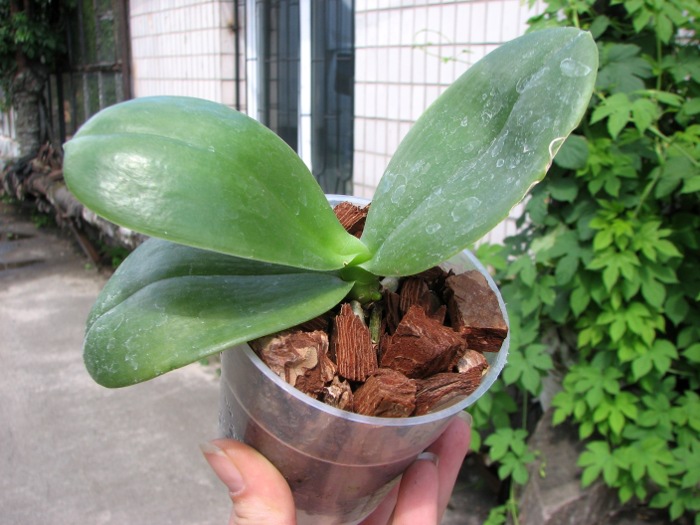 Phalaenopsis Lea Maria Salazar.JPG
