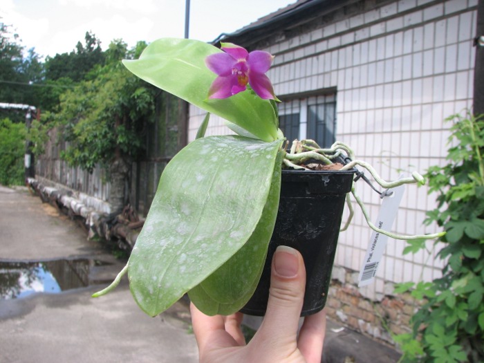 Phalaenopsis violacea 'Red'.JPG