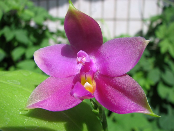 Phalaenopsis violacea 'Red' .JPG
