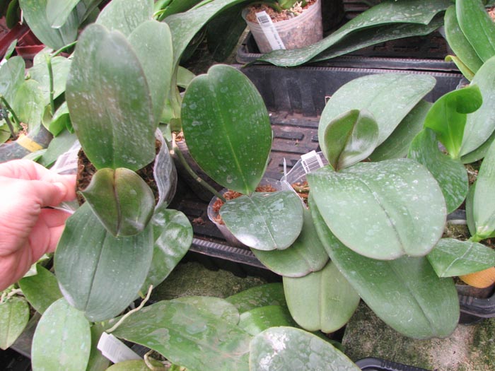 Phalaenopsis Sentra x Black Eagle.jpg