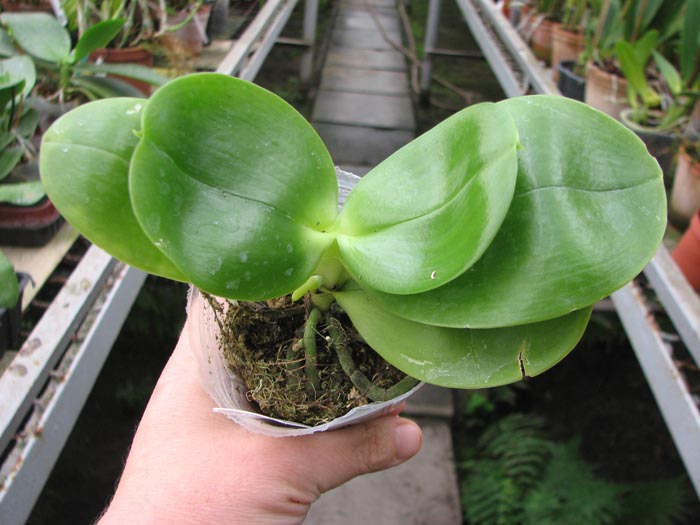 Phalaenopsis KS Red Zebra x (Texes Jewel-tetraspis).jpg