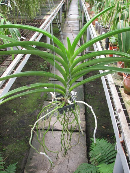 Ascocenda Lena Kamolphun x Ascocenda Kultana Gems.jpg