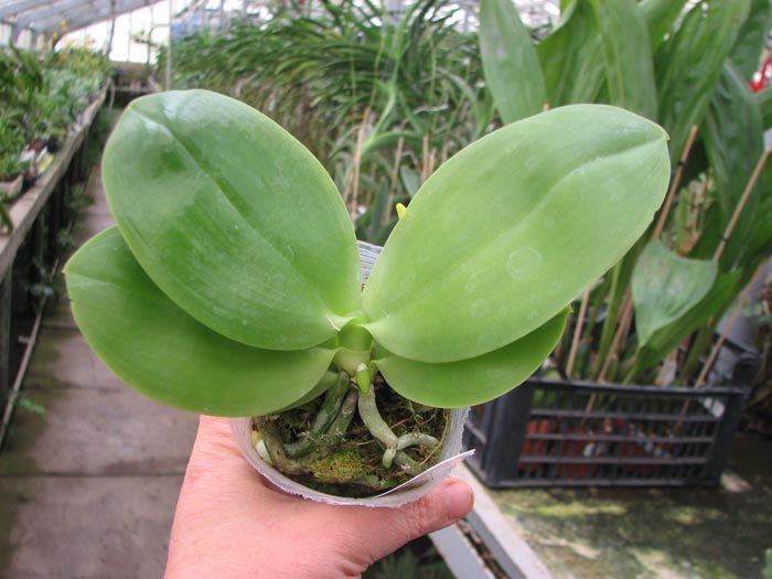 Phalaenopsis KS Super Zebra.jpg