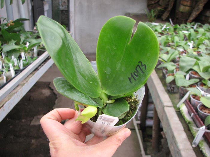 Phalaenopsis Yungho Gelb Canary x Ld's Bear Queen.jpg