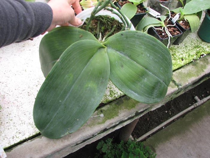 Phalaenopsis LD Mok Choi (gigantea x Ld's Bear Queen).jpg