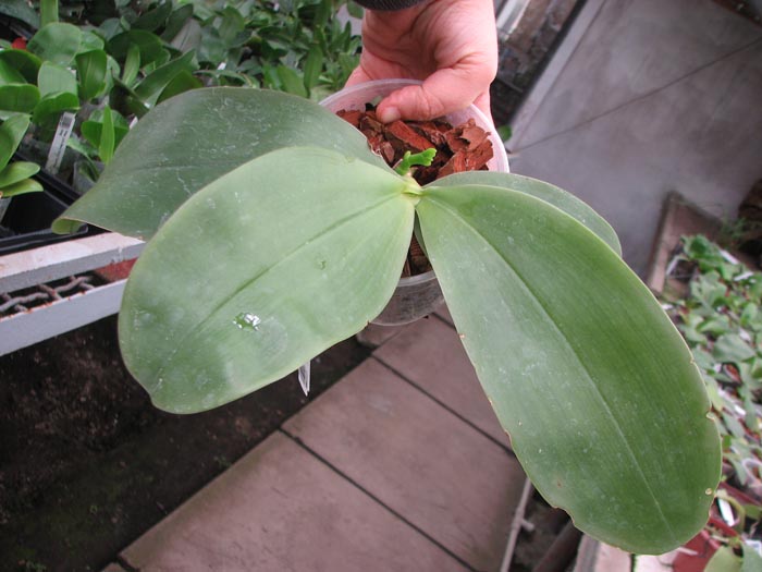 Phalaenopsis bellina.jpg