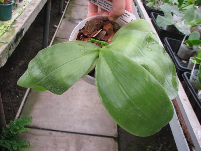 Phalaenopsis Samera 'Blue'.jpg