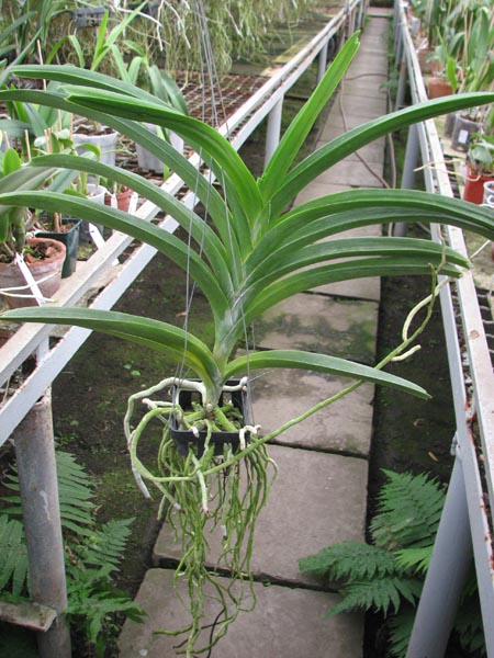 Vanda Madame Rattana x Vanda Rattana - Faye Benette.jpg