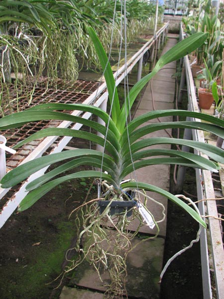 Vanda Patcharee Delight 'Red Spot'.jpg