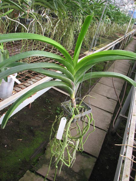 Vanda Kultana Gold x Vanda Patcharee's Delight.jpg