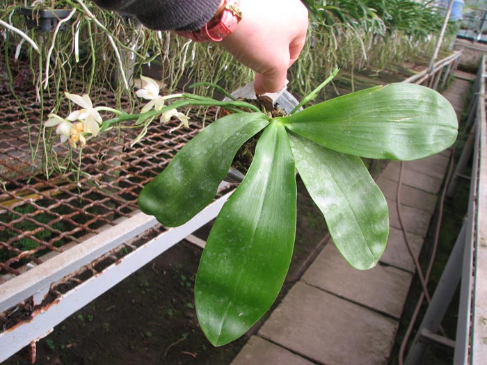 Phalaenopsis violacea alba.jpg
