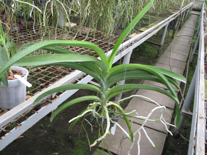 Ascocenda Pinthong.jpg