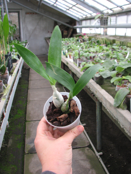 Encyclia mariae x citrina.jpg