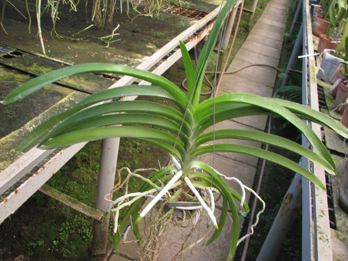 Ascocenda Kulwadee Black.jpg