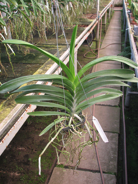Vanda Patcharee Delight 'Red Spot'.jpg
