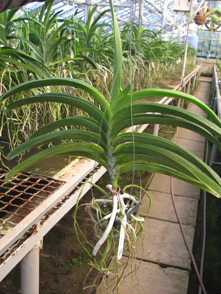 Vanda Lumpini Red x Vanda Dr Anek.jpg