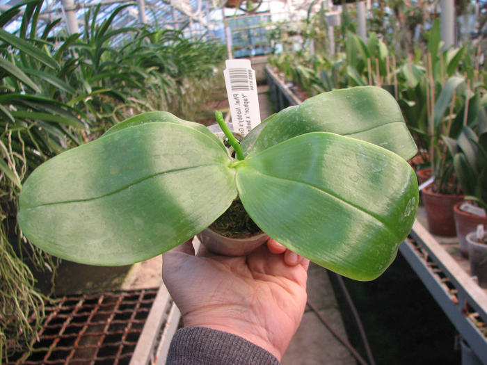 Phalaenopsis Nobby's Green Eagle 'Yaphon' x bellina.jpg