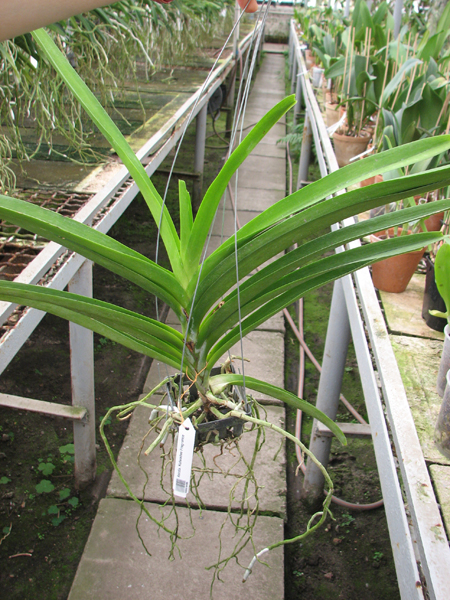 Ascocenda Kulwadee Fragrance.jpg