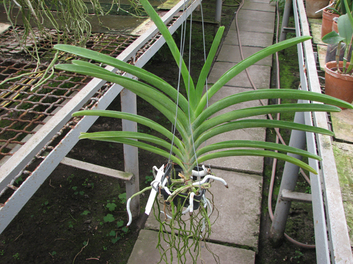 Vanda Srakaew - Vanda Bitz's Heartthrob x Ascocenda Lena Kamolphun.jpg