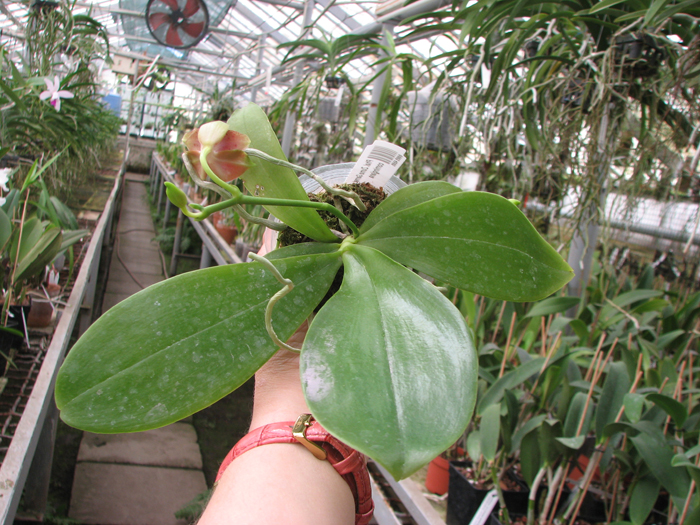 Phalaenopsis Zuma Garnet x corningiana.jpg