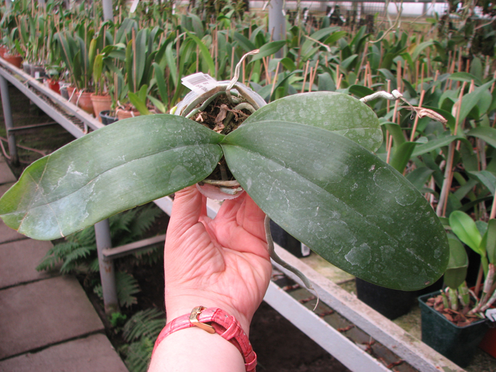 Phalaenopsis gigantea x Golden Peoker 'BL'.jpg