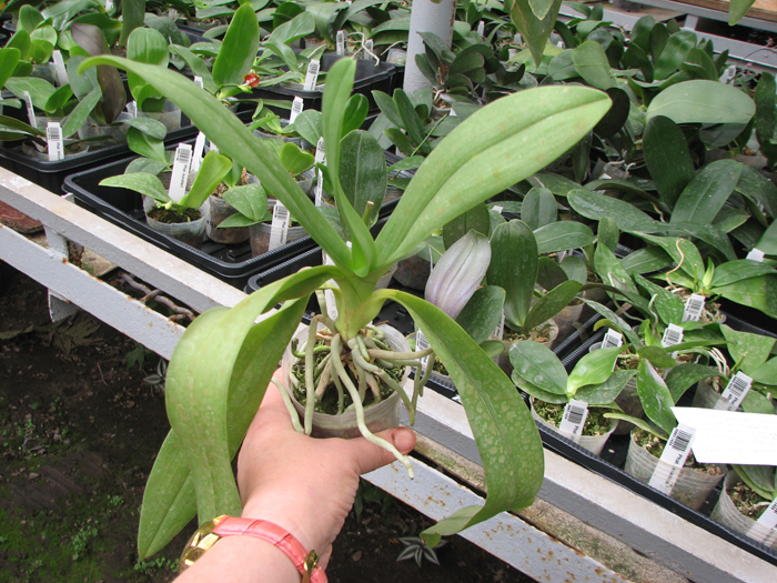 Doritaenopsis Kenneth Schubert x Phalaenopsis equestris blue.jpg