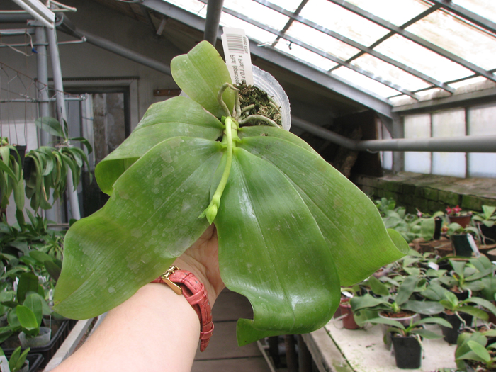 Phalaenopsis (speciosa 'c-1' x violacea) x Phalaenopsis LD's Bear Queen.jpg