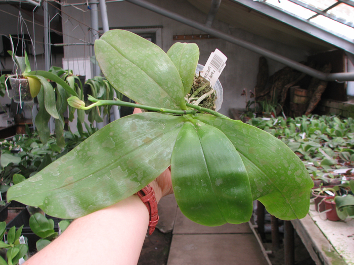 Phalaenopsis (speciosa 'c-1' x violacea) x Phalaenopsis LD's Bear Queen.jpg