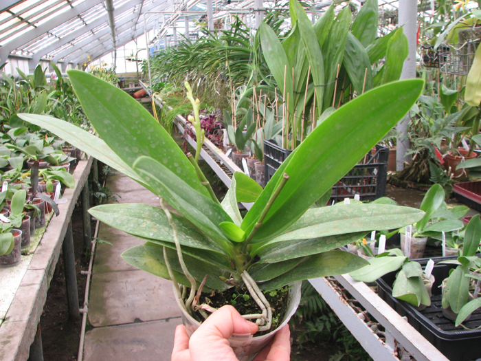 Phalaenopsis Tzu Chiang Sapphire.jpg