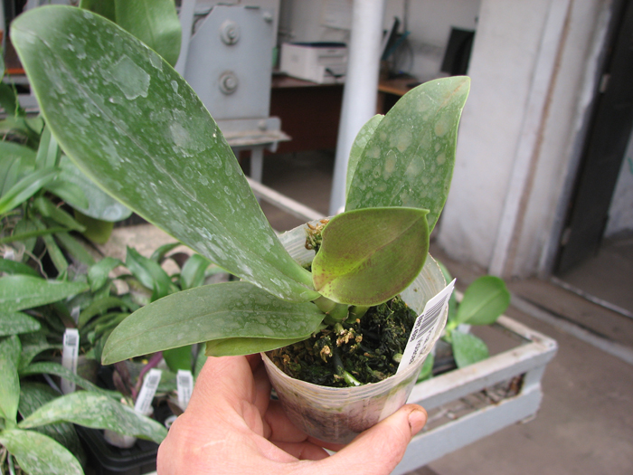 Phalaenopsis (Gelblieber x Coral Isles) x violacea.jpg